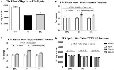 The Effect of Hypoxia and Metformin on Fatty Acid Uptake, Storage, and Oxidation in L6 Differentiated Myotubes